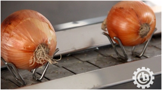 onion-root-cutting-machine